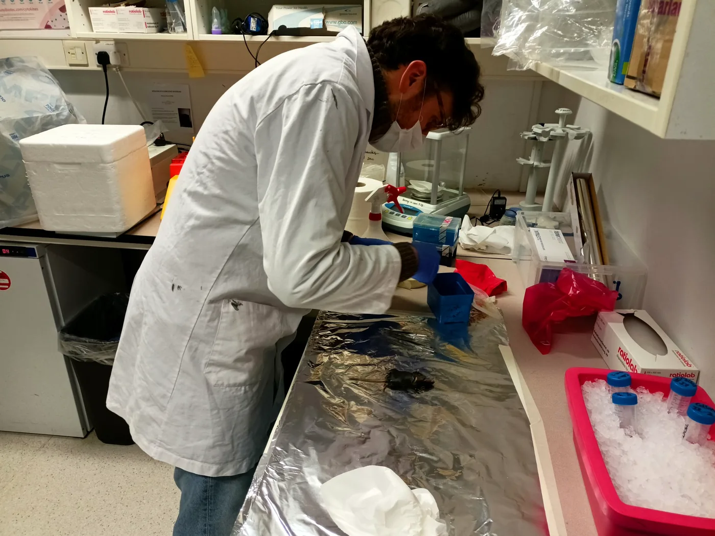 In vivo experimental work in laboratory conditions